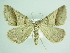  ( - BC ZSM Lep 86033)  @11 [ ] CreativeCommons - Attribution Non-Commercial Share-Alike (2015) Axel Hausmann/Bavarian State Collection of Zoology (ZSM) SNSB, Zoologische Staatssammlung Muenchen
