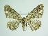  ( - BC ZSM Lep 86044)  @13 [ ] CreativeCommons - Attribution Non-Commercial Share-Alike (2015) Axel Hausmann/Bavarian State Collection of Zoology (ZSM) SNSB, Zoologische Staatssammlung Muenchen