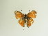  ( - BC ZSM Lep 86086)  @12 [ ] CreativeCommons - Attribution Non-Commercial Share-Alike (2015) Axel Hausmann/Bavarian State Collection of Zoology (ZSM) SNSB, Zoologische Staatssammlung Muenchen