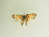  ( - BC ZSM Lep 86096)  @11 [ ] CreativeCommons - Attribution Non-Commercial Share-Alike (2015) Axel Hausmann/Bavarian State Collection of Zoology (ZSM) SNSB, Zoologische Staatssammlung Muenchen