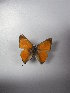  ( - BC ZSM Lep 86100)  @11 [ ] CreativeCommons - Attribution Non-Commercial Share-Alike (2015) Axel Hausmann/Bavarian State Collection of Zoology (ZSM) SNSB, Zoologische Staatssammlung Muenchen