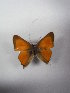  ( - BC ZSM Lep 86101)  @11 [ ] CreativeCommons - Attribution Non-Commercial Share-Alike (2015) Axel Hausmann/Bavarian State Collection of Zoology (ZSM) SNSB, Zoologische Staatssammlung Muenchen