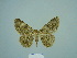  ( - BC ZSM Lep 86120)  @13 [ ] CreativeCommons - Attribution Non-Commercial Share-Alike (2015) Axel Hausmann/Bavarian State Collection of Zoology (ZSM) SNSB, Zoologische Staatssammlung Muenchen