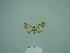  ( - BC ZSM Lep 86122)  @12 [ ] CreativeCommons - Attribution Non-Commercial Share-Alike (2015) Axel Hausmann/Bavarian State Collection of Zoology (ZSM) SNSB, Zoologische Staatssammlung Muenchen