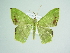  ( - BC ZSM Lep 86135)  @14 [ ] CreativeCommons - Attribution Non-Commercial Share-Alike (2015) Axel Hausmann/Bavarian State Collection of Zoology (ZSM) SNSB, Zoologische Staatssammlung Muenchen