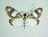  ( - BC ZSM Lep 86143)  @14 [ ] CreativeCommons - Attribution Non-Commercial Share-Alike (2015) Axel Hausmann/Bavarian State Collection of Zoology (ZSM) SNSB, Zoologische Staatssammlung Muenchen