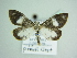  ( - BC ZSM Lep 86144)  @14 [ ] CreativeCommons - Attribution Non-Commercial Share-Alike (2015) Axel Hausmann/Bavarian State Collection of Zoology (ZSM) SNSB, Zoologische Staatssammlung Muenchen