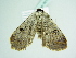  ( - BC ZSM Lep 86157)  @13 [ ] CreativeCommons - Attribution Non-Commercial Share-Alike (2015) Axel Hausmann/Bavarian State Collection of Zoology (ZSM) SNSB, Zoologische Staatssammlung Muenchen
