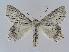  (Paraterpna AH01 - BC EF Alc 00038)  @14 [ ] Copyright (2010) Unspecified Research Collection of Egbert Friedrich