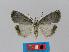  ( - BC EF Lep 00386)  @13 [ ] Copyright (2010) Unspecified Research Collection of Egbert Friedrich
