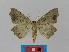  ( - BC EF Lep 00396)  @13 [ ] Copyright (2010) Unspecified Research Collection of Egbert Friedrich
