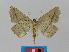 ( - BC EF Lep 00397)  @13 [ ] Copyright (2010) Unspecified Research Collection of Egbert Friedrich