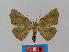  ( - BC EF Lep 00399)  @14 [ ] Copyright (2010) Unspecified Research Collection of Egbert Friedrich