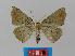  ( - BC EF Lep 00399)  @13 [ ] Copyright (2010) Unspecified Research Collection of Egbert Friedrich