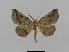  ( - BC EF Lep 00400)  @13 [ ] Copyright (2010) Unspecified Research Collection of Egbert Friedrich