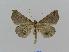  ( - BC EF Lep 00400)  @13 [ ] Copyright (2010) Unspecified Research Collection of Egbert Friedrich