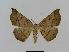  ( - BC EF Lep 00401)  @14 [ ] Copyright (2010) Unspecified Research Collection of Egbert Friedrich