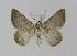  ( - BC EF Lep 00407)  @14 [ ] Copyright (2010) Unspecified Research Collection of Egbert Friedrich