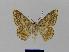  ( - BC EF Lep 00427)  @13 [ ] Copyright (2010) Unspecified Research Collection of Egbert Friedrich