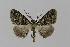  ( - BC EF Lep 00433)  @13 [ ] Copyright (2010) Unspecified Research Collection of Egbert Friedrich