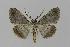  ( - BC EF Lep 00433)  @13 [ ] Copyright (2010) Unspecified Research Collection of Egbert Friedrich