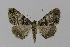  ( - BC EF Lep 00434)  @13 [ ] Copyright (2010) Unspecified Research Collection of Egbert Friedrich