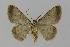  ( - BC EF Lep 00435)  @14 [ ] Copyright (2010) Unspecified Research Collection of Egbert Friedrich
