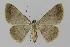  ( - BC EF Lep 00436)  @14 [ ] Copyright (2010) Unspecified Research Collection of Egbert Friedrich