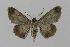  ( - BC EF Lep 00437)  @13 [ ] Copyright (2010) Unspecified Research Collection of Egbert Friedrich