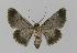  ( - BC EF Lep 00438)  @13 [ ] Copyright (2010) Unspecified Research Collection of Egbert Friedrich