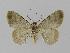  ( - BC EF Lep 00440)  @12 [ ] Copyright (2010) Unspecified Research Collection of Egbert Friedrich