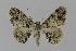  ( - BC EF Lep 00441)  @14 [ ] Copyright (2010) Unspecified Research Collection of Egbert Friedrich