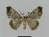  ( - BC EF Lep 00446)  @13 [ ] Copyright (2010) Unspecified Research Collection of Egbert Friedrich