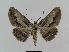  ( - BC EF Lep 00451)  @14 [ ] Copyright (2010) Unspecified Research Collection of Egbert Friedrich