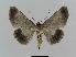  ( - BC EF Lep 00451)  @13 [ ] Copyright (2010) Unspecified Research Collection of Egbert Friedrich