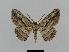  ( - BC EF Lep 00455)  @13 [ ] Copyright (2010) Unspecified Research Collection of Egbert Friedrich