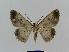  ( - BC EF Lep 00455)  @13 [ ] Copyright (2010) Unspecified Research Collection of Egbert Friedrich