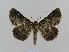  ( - BC EF Lep 00463)  @14 [ ] Copyright (2010) Unspecified Research Collection of Egbert Friedrich