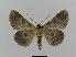  ( - BC EF Lep 00463)  @13 [ ] Copyright (2010) Unspecified Research Collection of Egbert Friedrich
