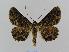  ( - BC EF Lep 00464)  @14 [ ] Copyright (2010) Unspecified Research Collection of Egbert Friedrich