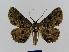  ( - BC EF Lep 00465)  @14 [ ] Copyright (2010) Unspecified Research Collection of Egbert Friedrich
