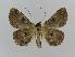  ( - BC EF Lep 00465)  @13 [ ] Copyright (2010) Unspecified Research Collection of Egbert Friedrich