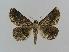  ( - BC EF Lep 00466)  @14 [ ] Copyright (2010) Unspecified Research Collection of Egbert Friedrich