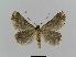  ( - BC EF Lep 00466)  @13 [ ] Copyright (2010) Unspecified Research Collection of Egbert Friedrich