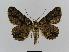  ( - BC EF Lep 00467)  @14 [ ] Copyright (2010) Unspecified Research Collection of Egbert Friedrich