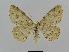  ( - BC EF Lep 00469)  @14 [ ] Copyright (2010) Unspecified Research Collection of Egbert Friedrich