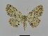  ( - BC EF Lep 00470)  @14 [ ] Copyright (2010) Unspecified Research Collection of Egbert Friedrich