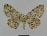  ( - BC EF Lep 00471)  @14 [ ] Copyright (2010) Unspecified Research Collection of Egbert Friedrich