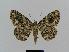  ( - BC EF Lep 00474)  @14 [ ] Copyright (2010) Unspecified Research Collection of Egbert Friedrich