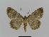  ( - BC EF Lep 00474)  @13 [ ] Copyright (2010) Unspecified Research Collection of Egbert Friedrich